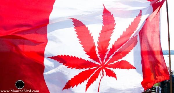 A Serious Look At Legalizing The Use Of Cannabis In Canada