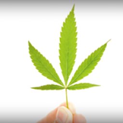 BREAKING NEWS: Oklahoma has legalized medical marijuana