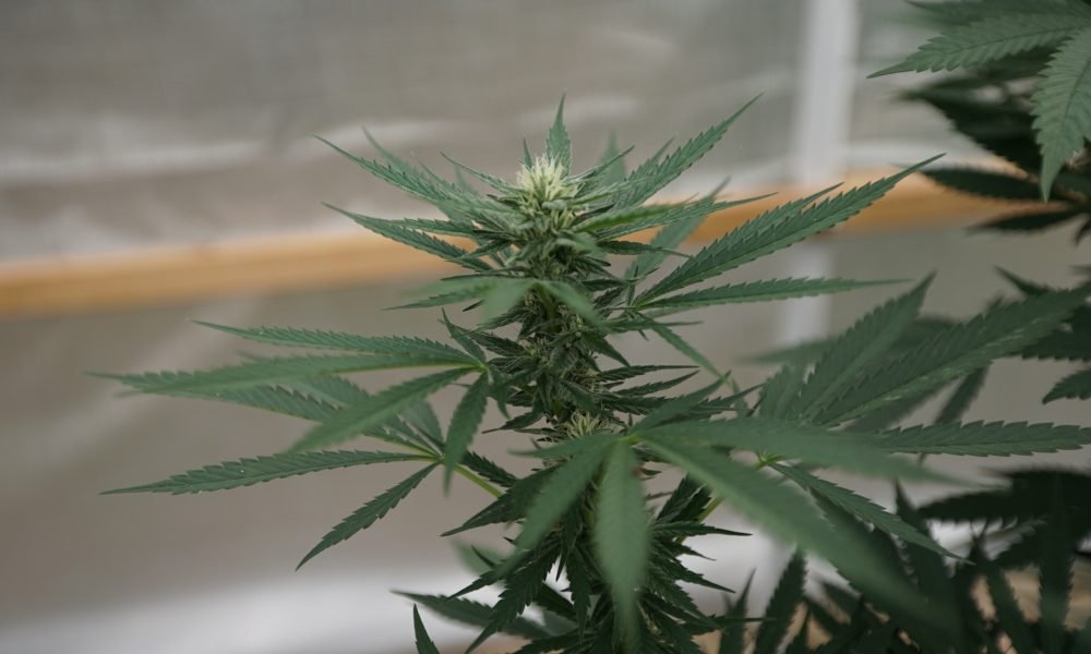 Caribbean Nations Agree To Consider Marijuana Legalization