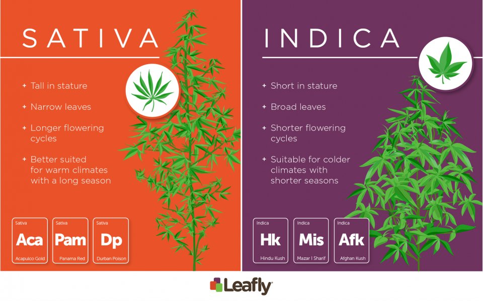 Choosing Sativa vs. Indica