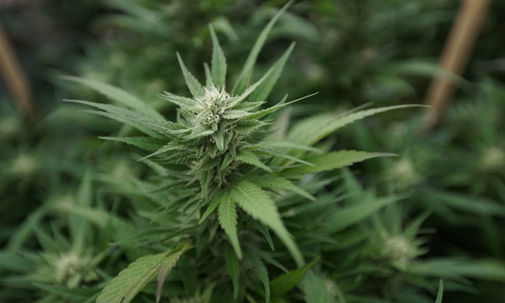Delaware’s Marijuana Legalization Bill Is Still Alive