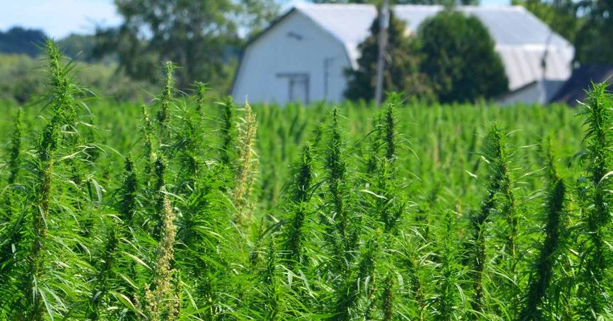 'It's not the boogeyman': Advocates push to legalize hemp farming in Texas | Business