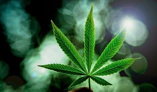 Learn How to grow Cannabis Yourself • r/Cannabis_Culture