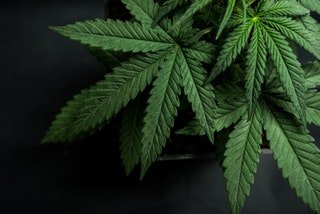 Mississippi files medical marijuana initiative. • r/cannabis