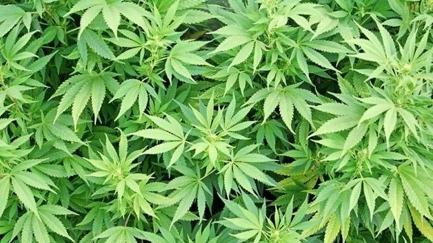NH Democrats make marijuana legalization part of party platform