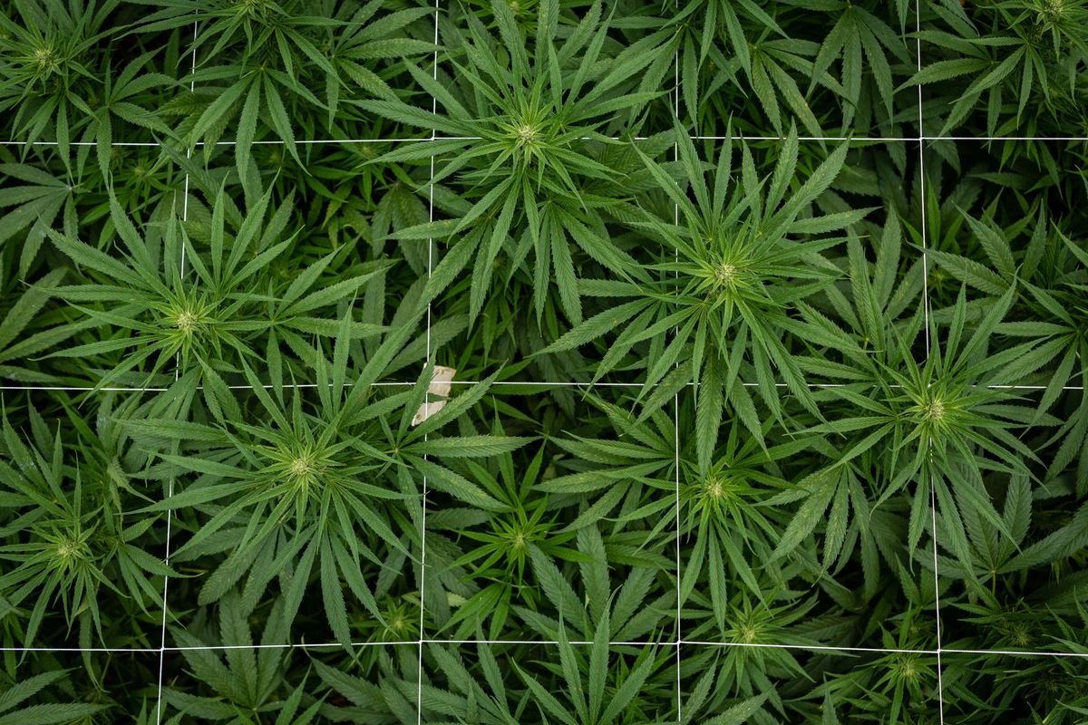 New York Health Officials See Marijuana as an Alternative to Opioids