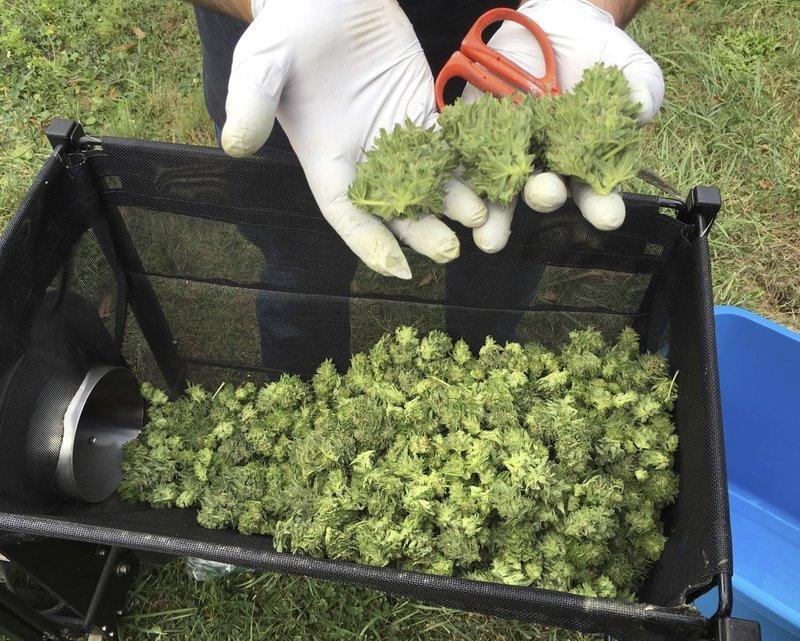 Overproduction of Marijuana in Oregon. Good deal for legalization.