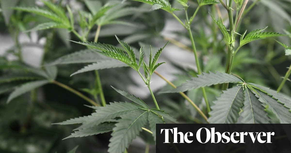 Police ‘decriminalising cannabis’ as prosecutions fall away [UK News]