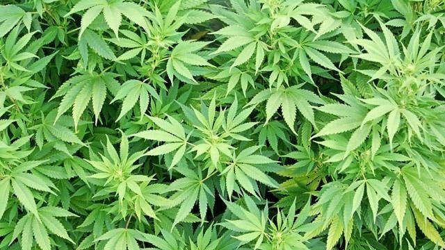 Petition to put recreational marijuana on Nov. ballot nearing signature goal