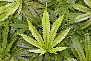 Smoking Marijuana Legalized in Georgia (The country, not the U.S. state)