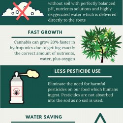 The Benefits of Hydroponics Growing