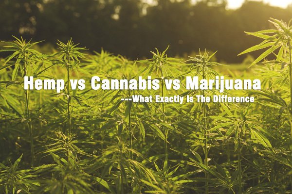The Great Debate: Hemp vs Cannabis vs Marijuana - What Exactly Is The Difference