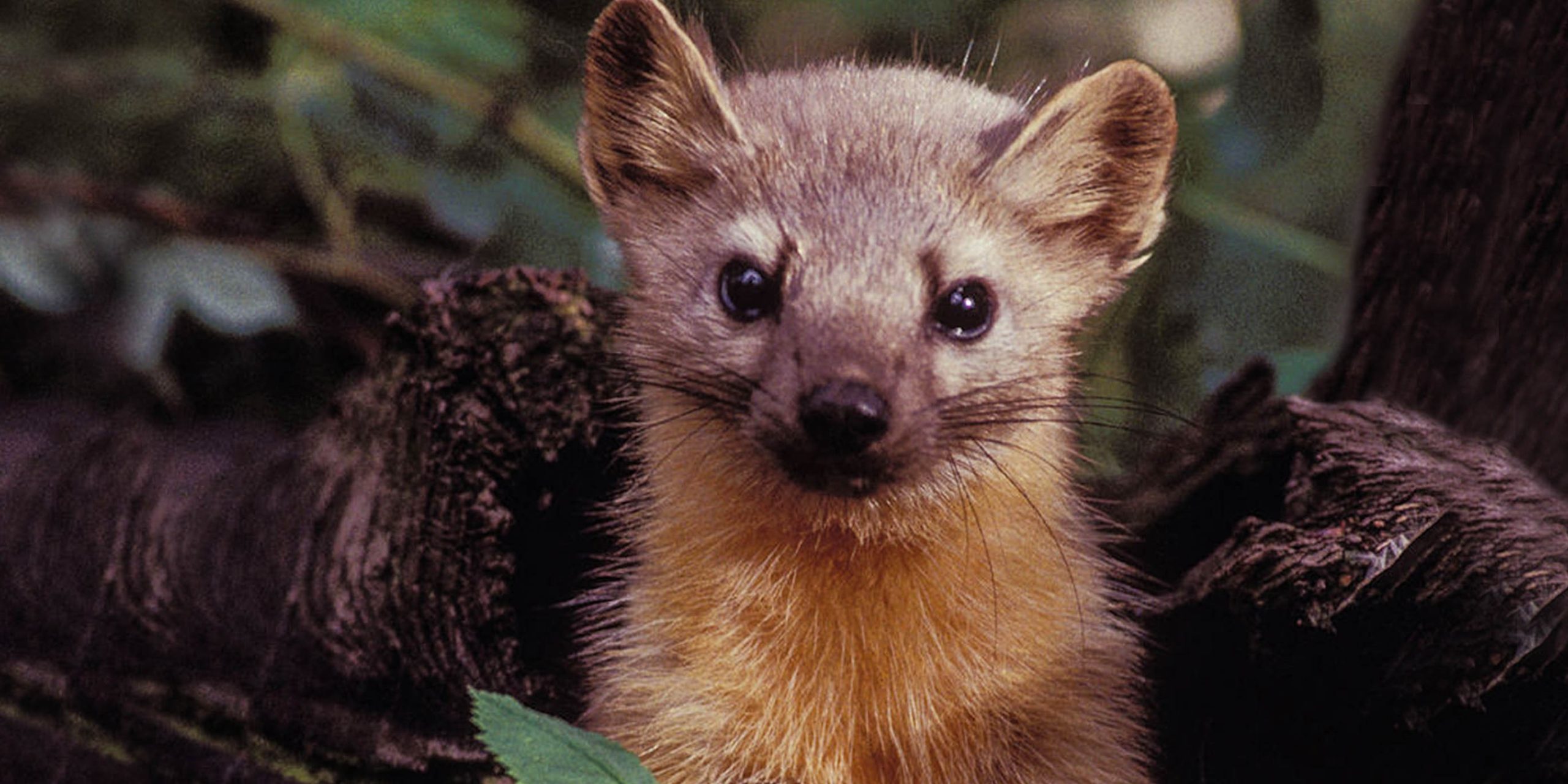 The Pine Marten Becomes The Latest Species Threatened By Cannabis Farms