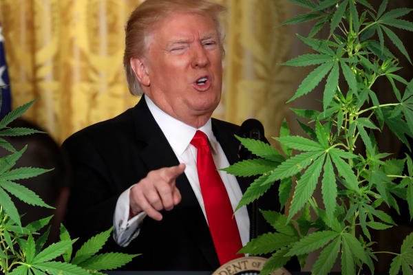 Trump's Surprising Support for Weed