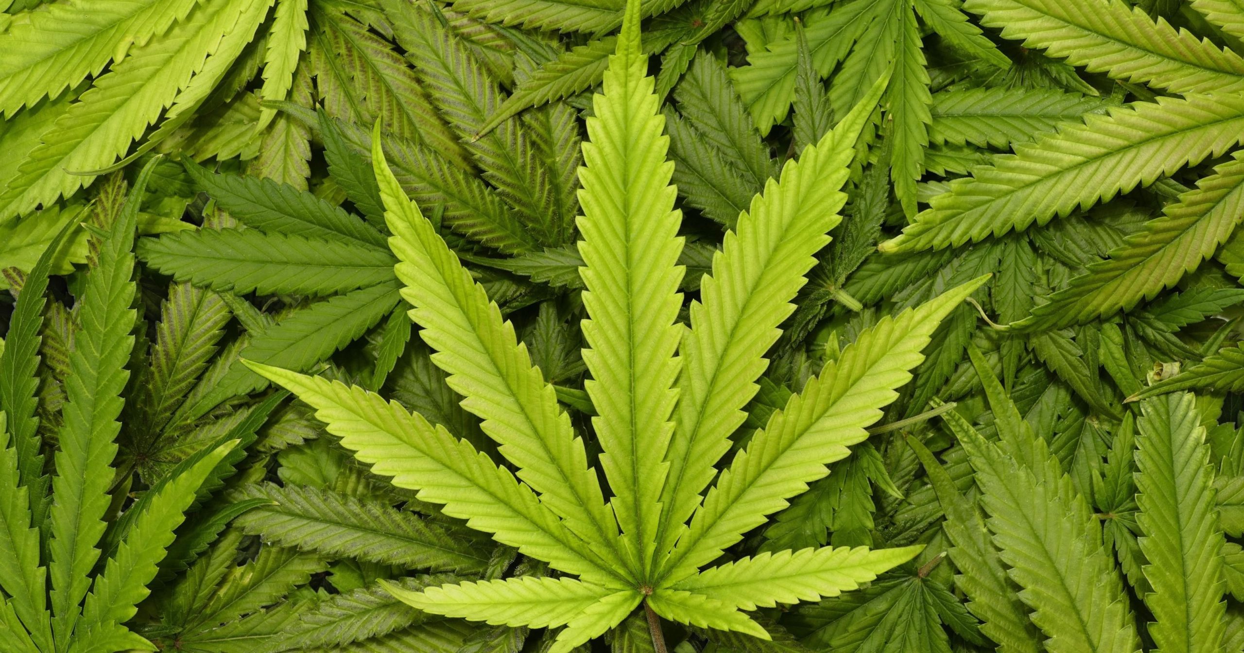Vermont's legal marijuana era dawns