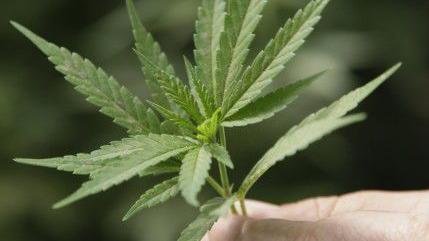 Voters in Madison, WI will be asked in an advisory referendum whether they think marijuana should be legalized