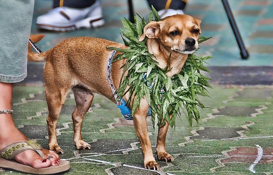 Weed for your dog? N.J. veterinarians are pawing at medical marijuana to heal pets