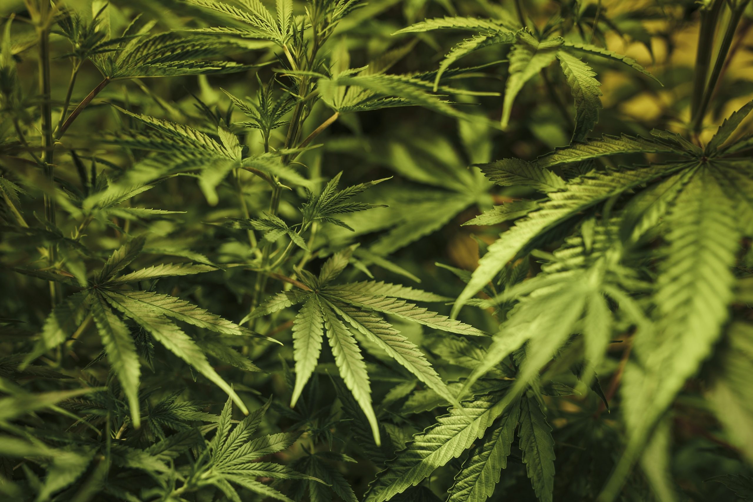 What marijuana production in Australia could mean for commercial real estate