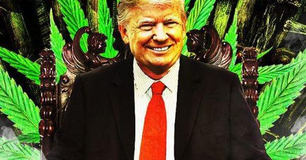 Why President Trump Is Positioned To Be Marijuana's Great Savior & How the Democrats Blew it, Bigly!