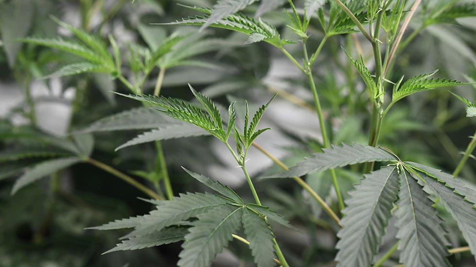 Sacramento to help drug offenders open legal marijuana businesses