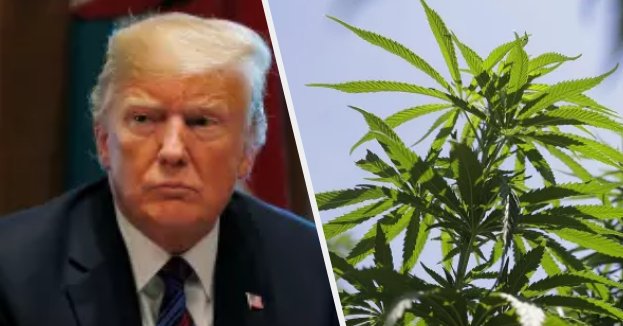 Inside The Trump Administration’s Secret War On Weed
