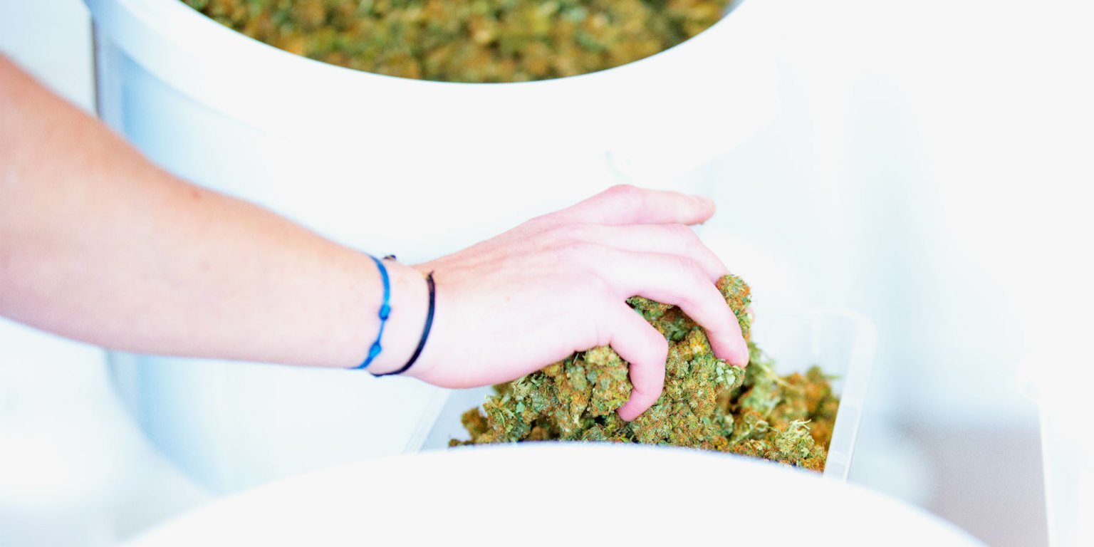 Cannabis could help a range of health problems, but the industry is stifled - Business Insider