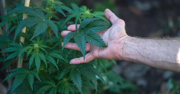 DEA Wants More Marijuana Grown And Fewer Opioids Produced In 2019. Really.