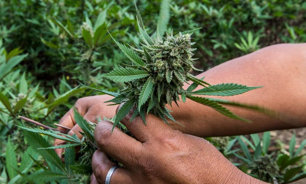 DEA is Pushing to Increase Cannabis Growth, Reduce Opioid Prescriptions