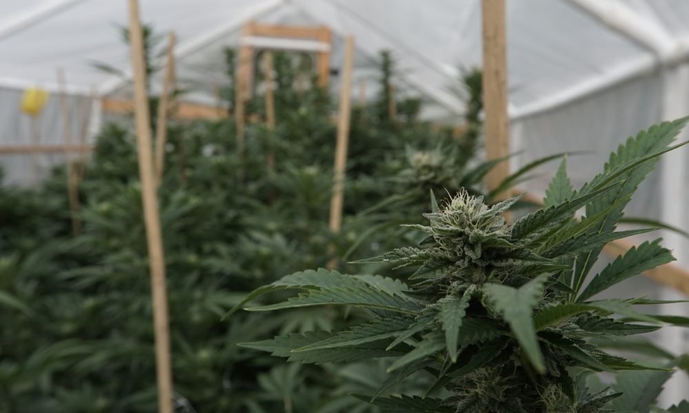 In Follow-Up Move, DEA Wants More Marijuana Grown In 2018 As Well
