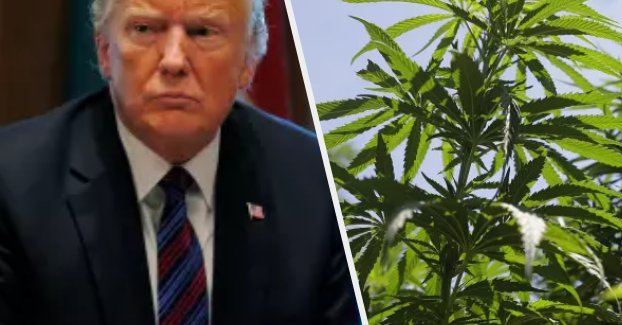 Inside The Trump Administration’s Secret War On Weed