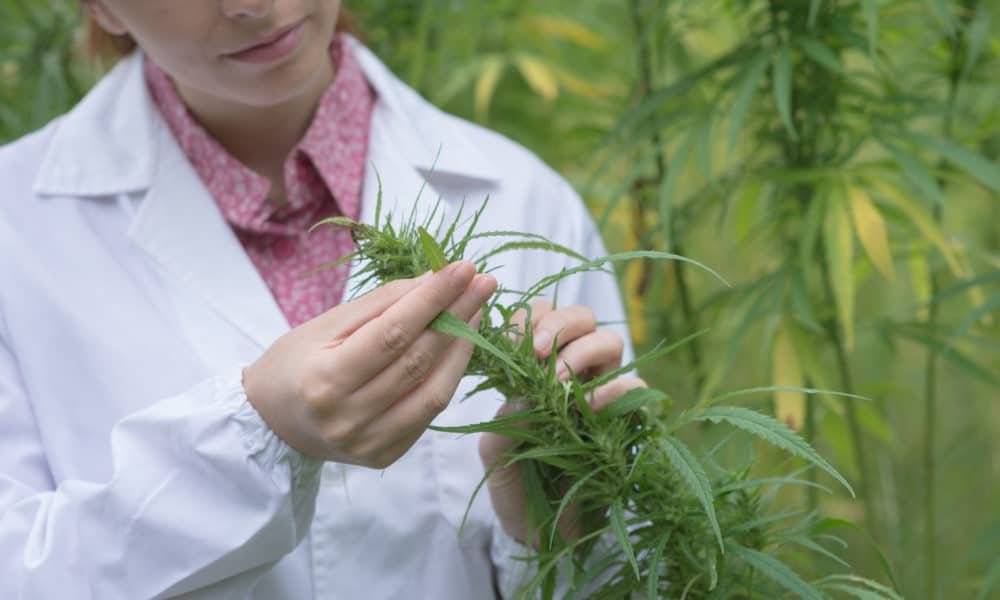 Israeli and Swiss Companies Team Up to Breed Better Cannabis for Patients
