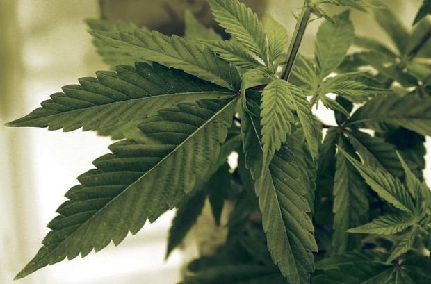 LSU Ag Center and GB Sciences get final green light Friday (Aug. 17) to start growing Louisiana's first legal crop of medical marijuana.