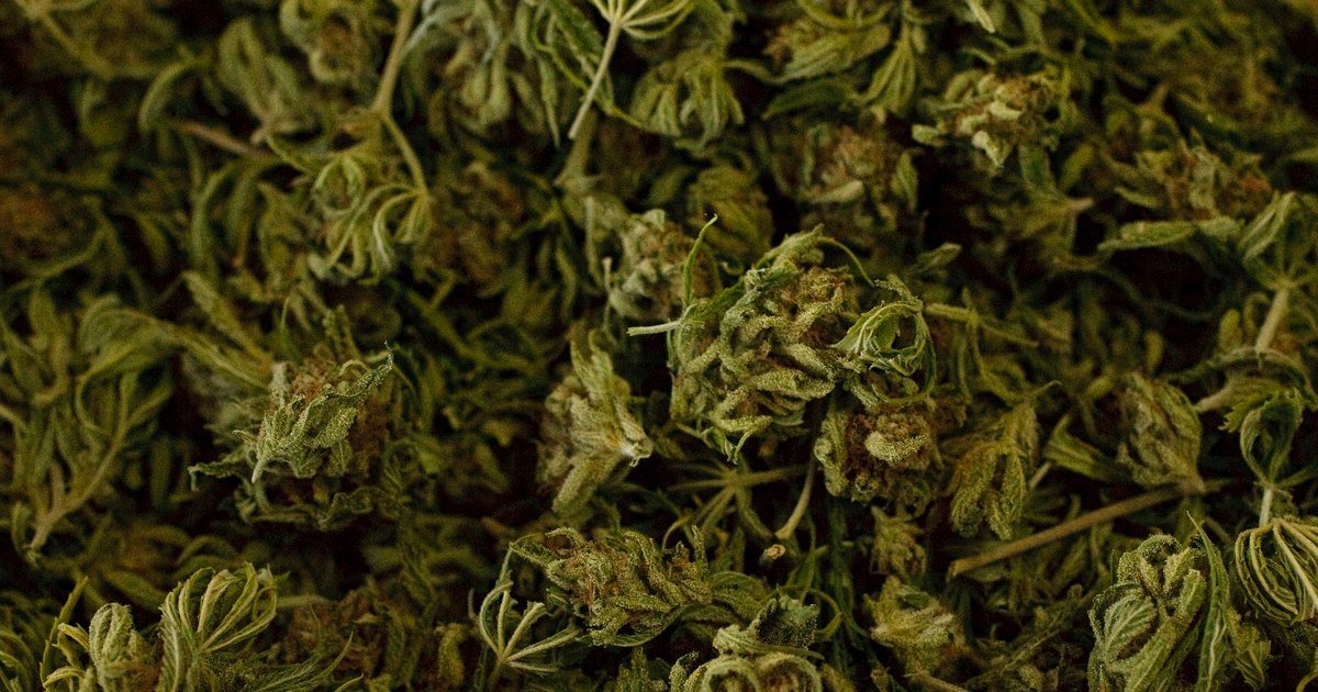 Letter: Sneaky poll is biased against legalizing medical marijuana in Utah