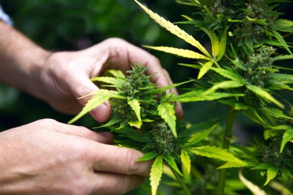 Los Angeles to Begin Licensing Marijuana Growers