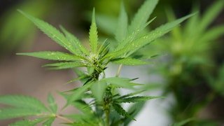 Manhattan DA announces end of prosecution for marijuana possession
