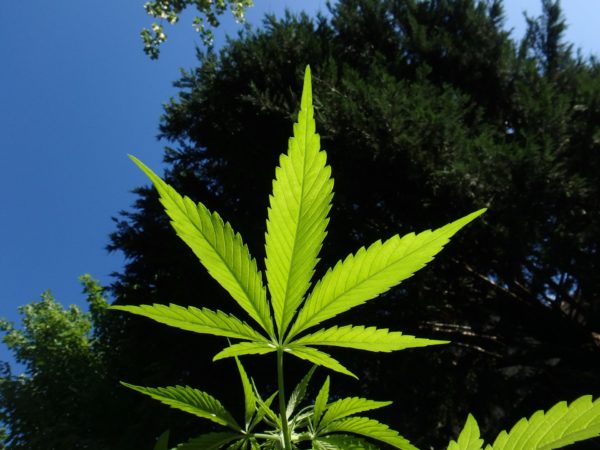 Marijuana Stocks to Invest in Now
