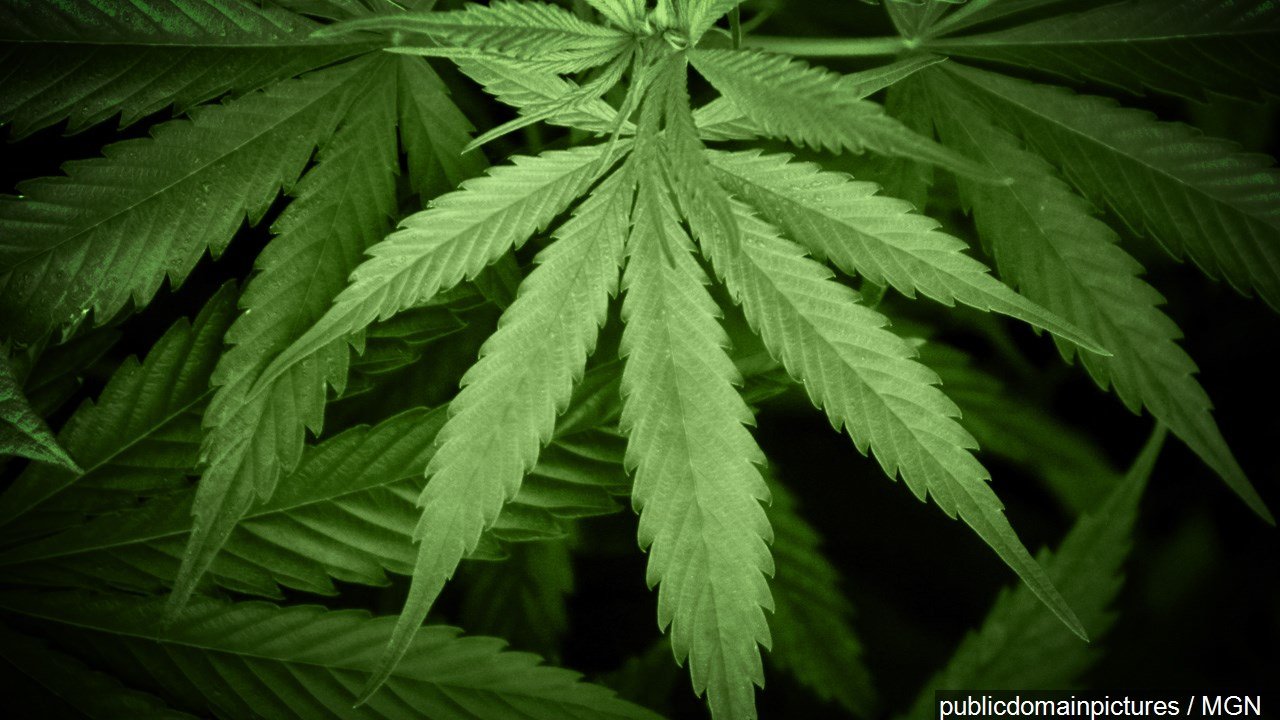 Medical marijuana in Louisiana expected to be planted Friday