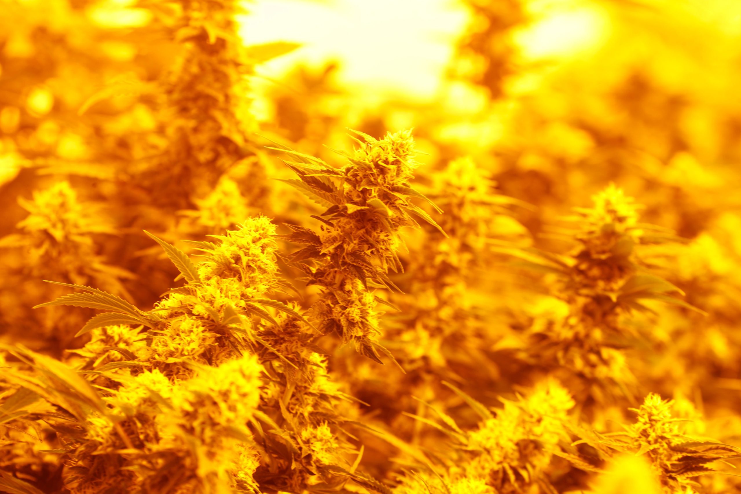 Medical marijuana sales are taking a nosedive in Colorado