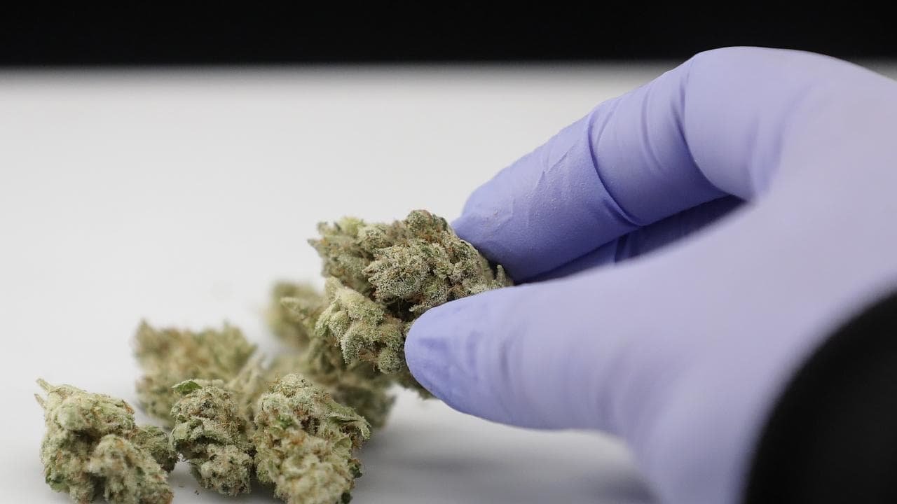 Medicinal Marijuana: Experts reveal cannabis is helping suffering Aussies