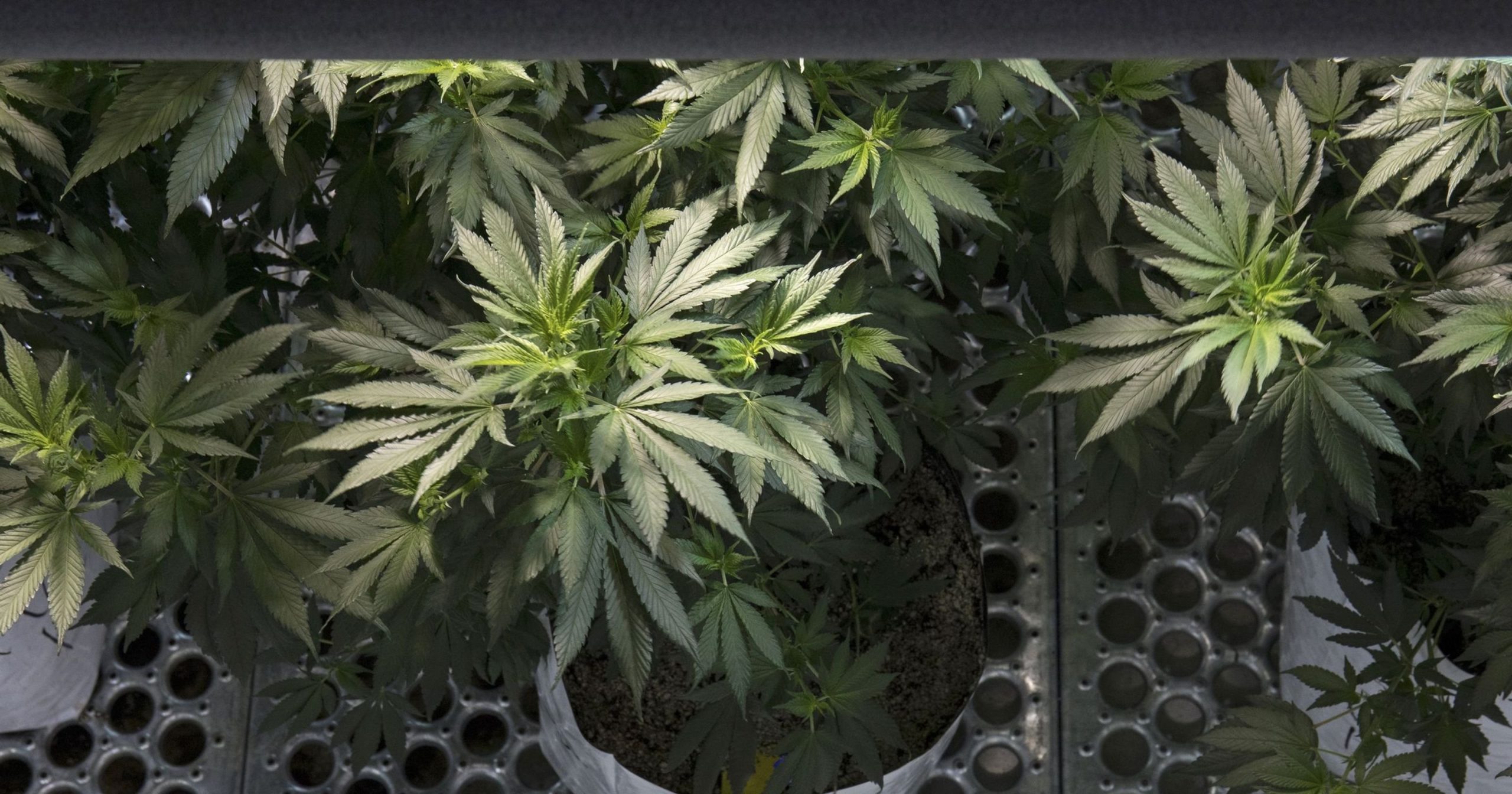 Marshall, Michigan is about to get 400 marijuana jobs
