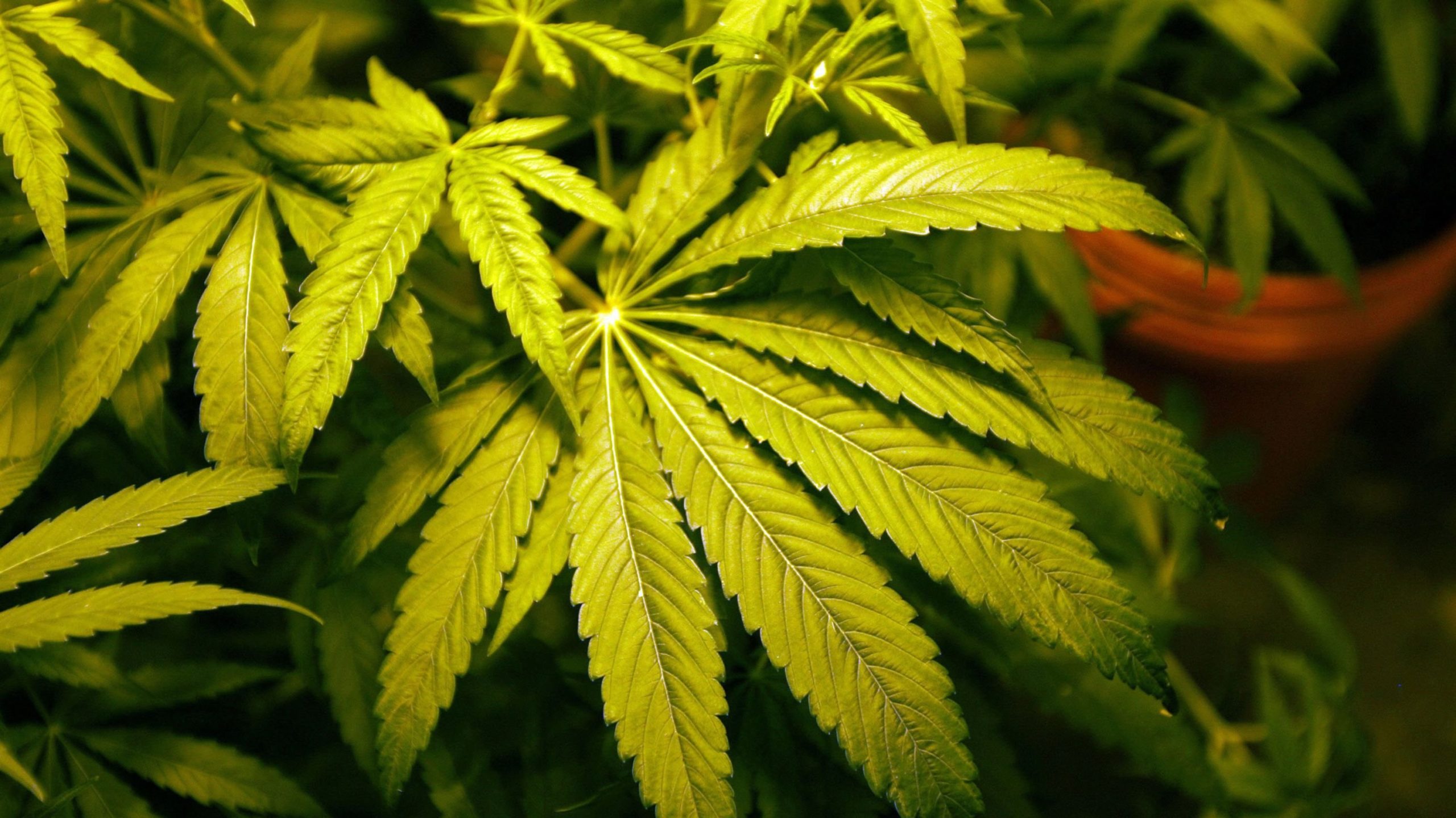 Michigan deadline threatens 230 medical marijuana businesses