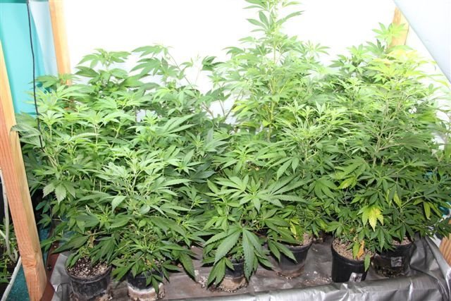 Missouri deputies seize nearly $1M worth of marijuana