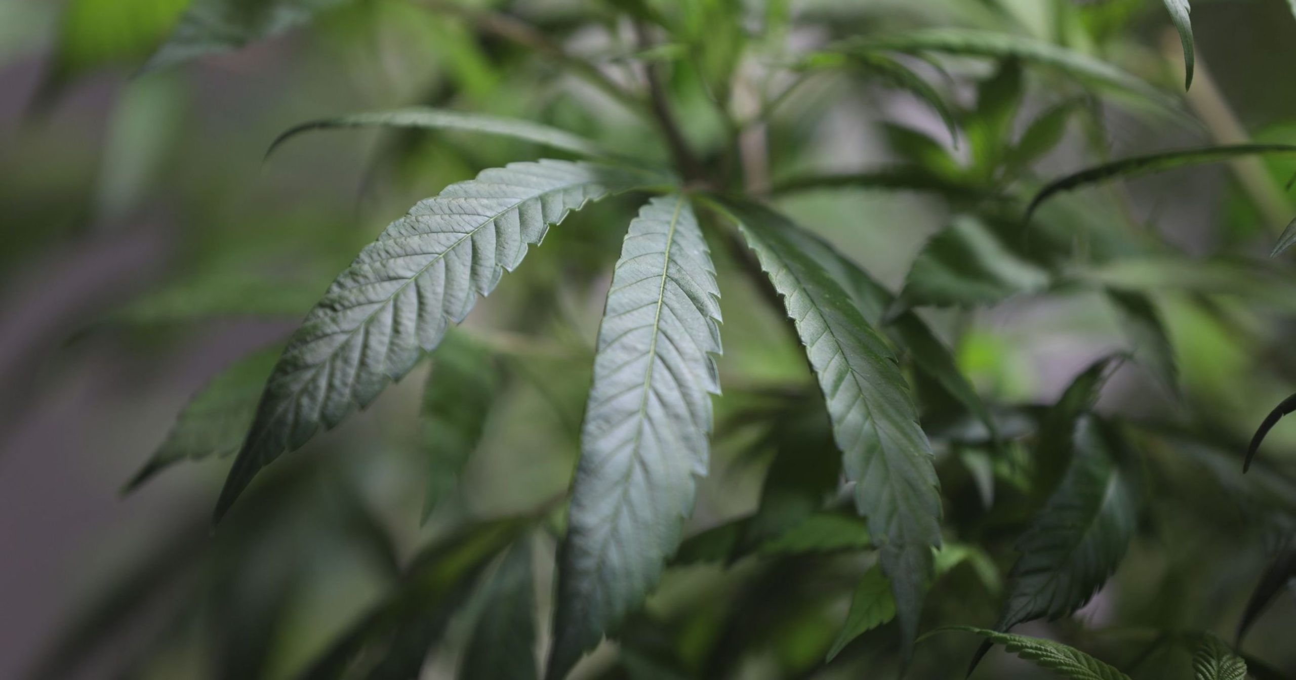 NYS Panel to craft legislation to legalize marijuana established by Gov. Cuomo