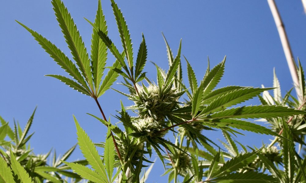 New Jersey Senate President Says He Has The Votes To Legalize Marijuana