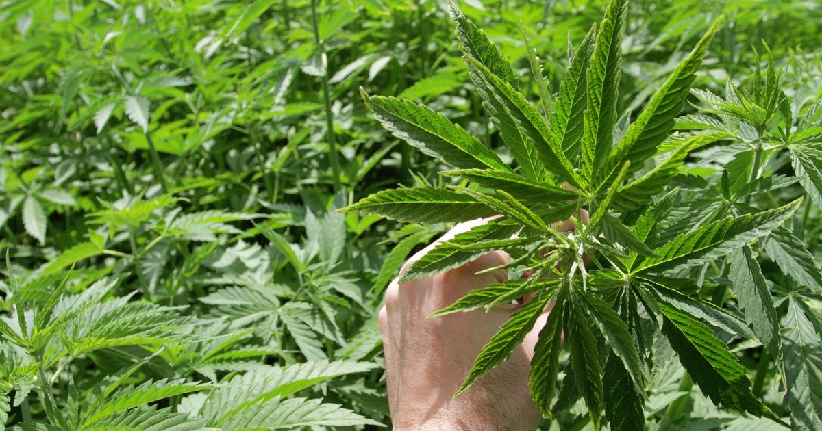 No Joke: Canadian Marijuana Production Could Hit 3 Million Kilograms by 2020