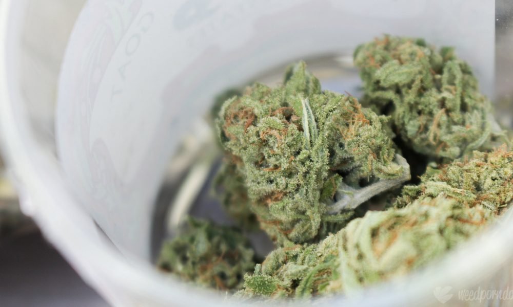 North Dakota Likely To Vote On Marijuana Legalization In November