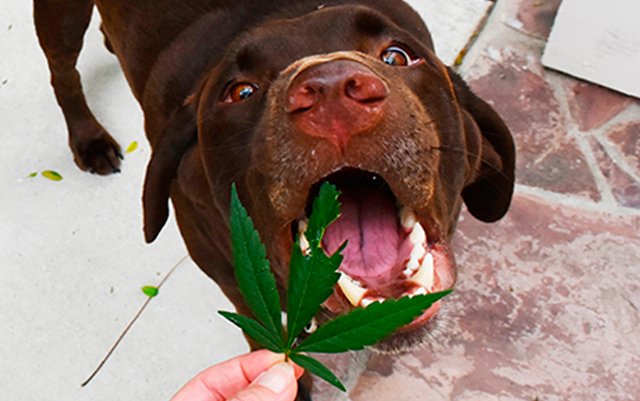 Protecting Your Dogs from Accidental Marijuana Ingestion | The Marijuana Times