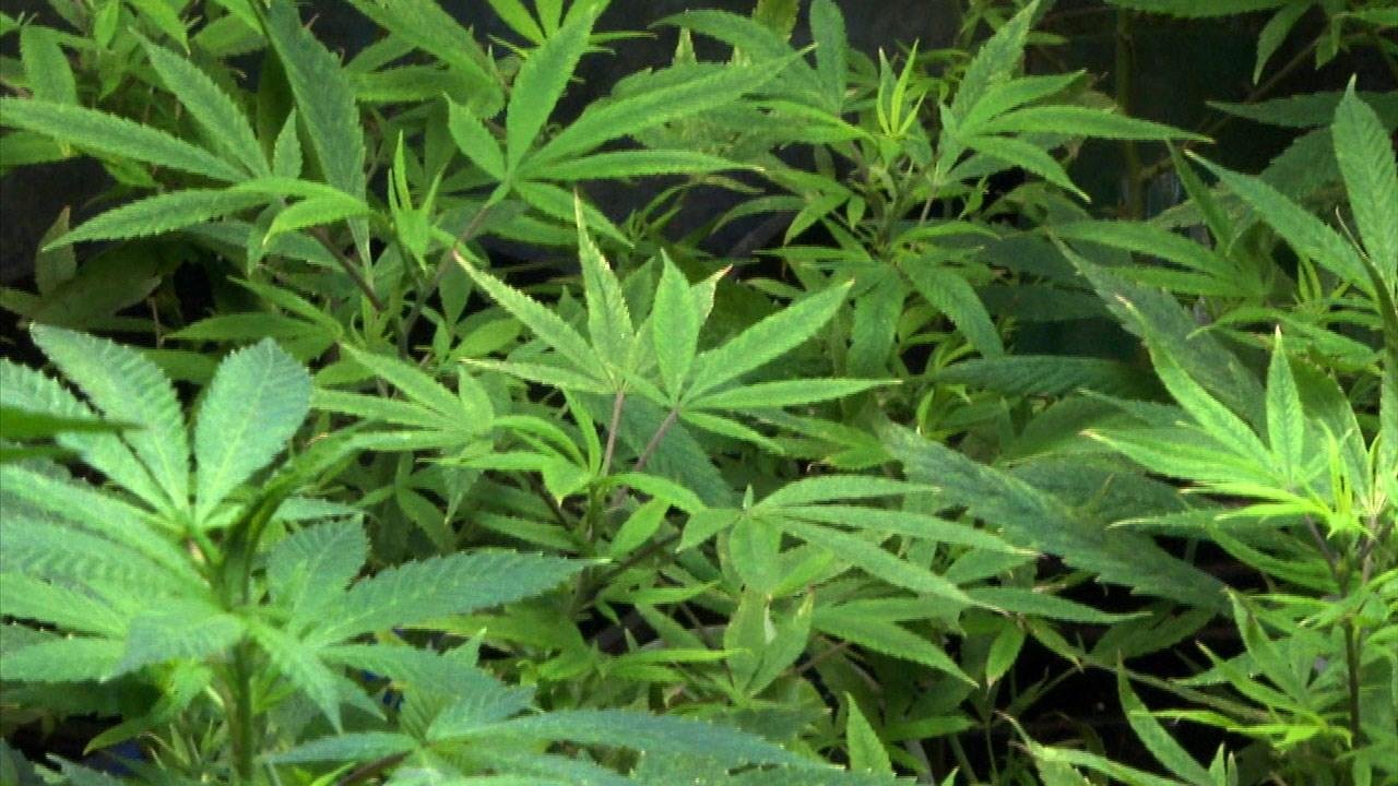 State: Ohio large-scale marijuana grow site can start planting