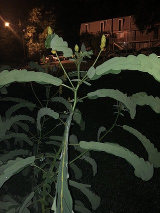 This thing is about 7' tall, has a woody base, its leaves close every evening and I can't cut it down because the bees love it. Never seen another one like it.