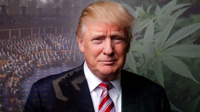 Trump Set To Legalize Medical Marijuana In All 50 States | urhealthinfo
